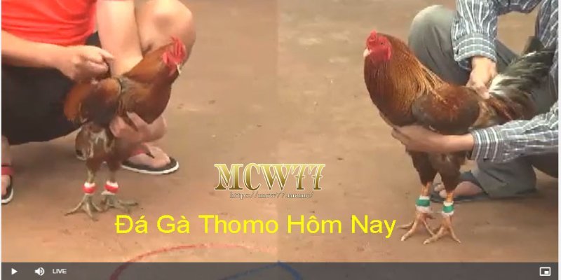 Hệ thống phân loại gà tham gia thi đấu đá gà thomo