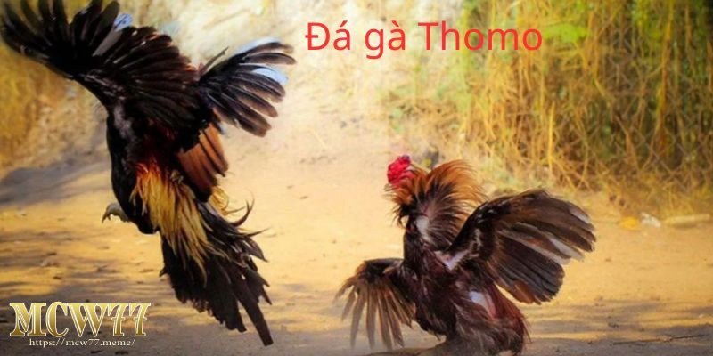 Kỹ năng huấn luyện gà trước khi thi đấu đá gà thomo